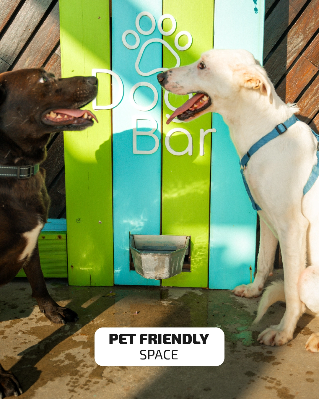 Pet friendly